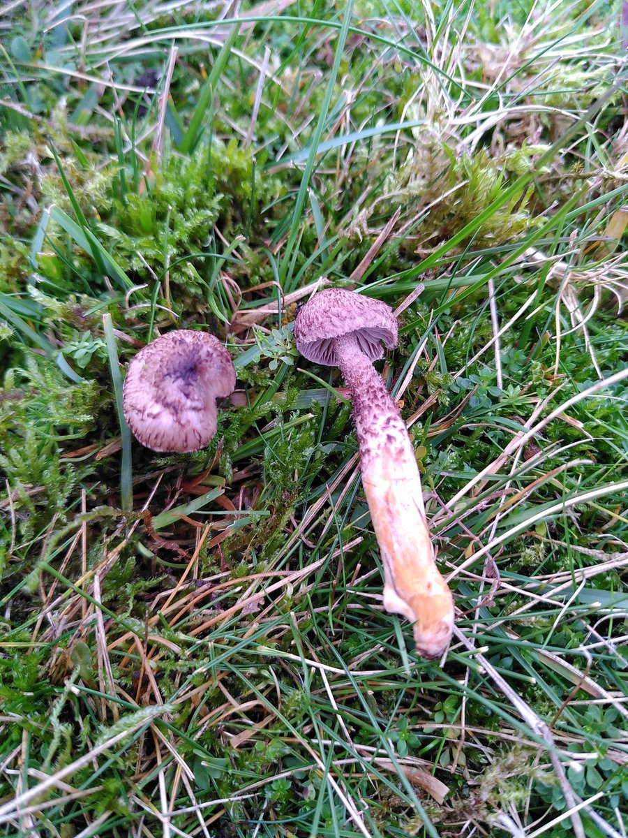 Oh wow, this Strangler was found by a member of the group yesterday but noone knew what it was. It's since been identified as the Strathy Strangler (Squamanita pearsonii) 😍 This species is only known from 12 sites globally and I think this is the 3rd British record!