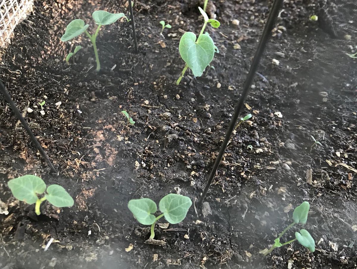 So Cal Botanists tweet media