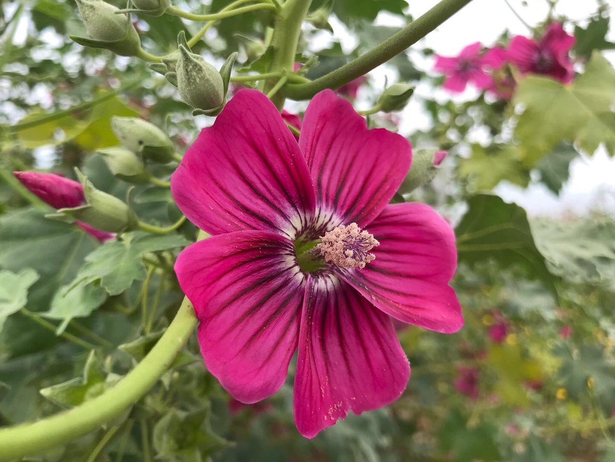 So Cal Botanists tweet media