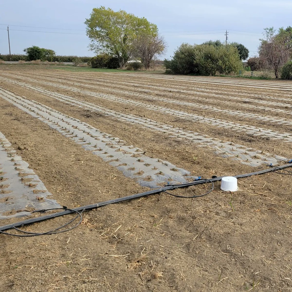 psgorganic's tweet photo. We have officially reached the halfway point on planting the strawberries. Only about 3,000 more plants to get in! https://t.co/ZBoMe3gm02
