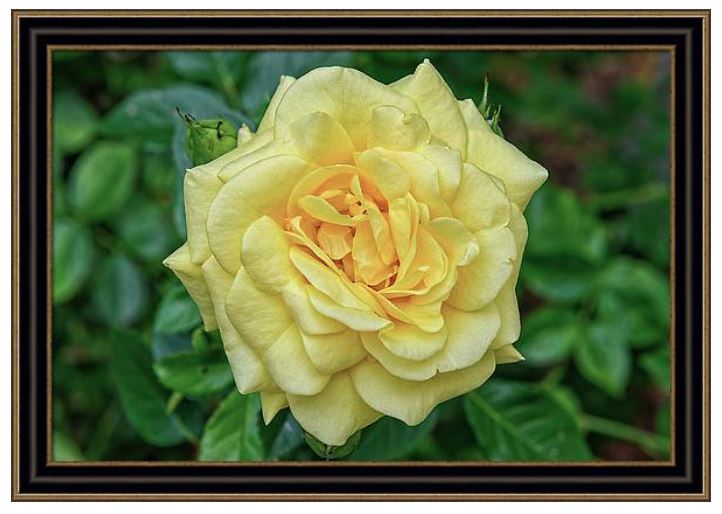 Splash some #Yellow on your wall! Enjoy this beautiful #Rose print.

Get It: fon-denton.pixels.com/featured/wide-…

#BuyWallArt #Flowers #FlowerArt #YellowRoseofTexas
#BuyIntoArt #HomeDecor #interiordesign #FramedPrint #ShopEarly #homedecorideas #PhotographyIsArt #Bloom #WallArtForSale