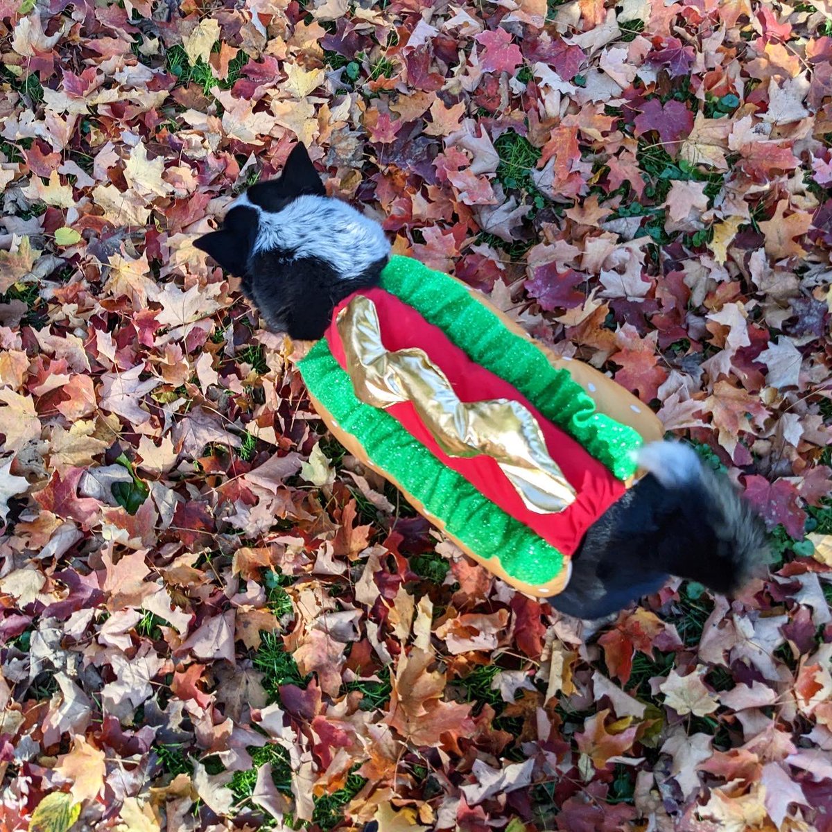 Happy Howl-o-ween from Molly dog 🌭