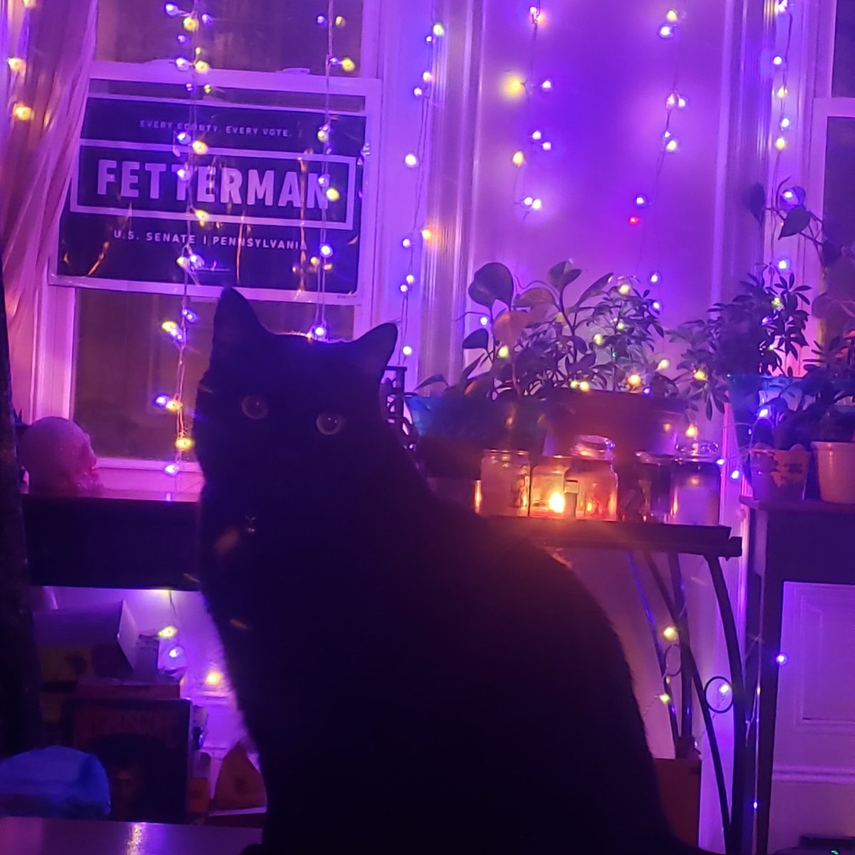 queenrissa's tweet photo. @JohnFetterman Even #SamTheCat knows that @JohnFetterman is the way to go! https://t.co/CxHsq22xdD