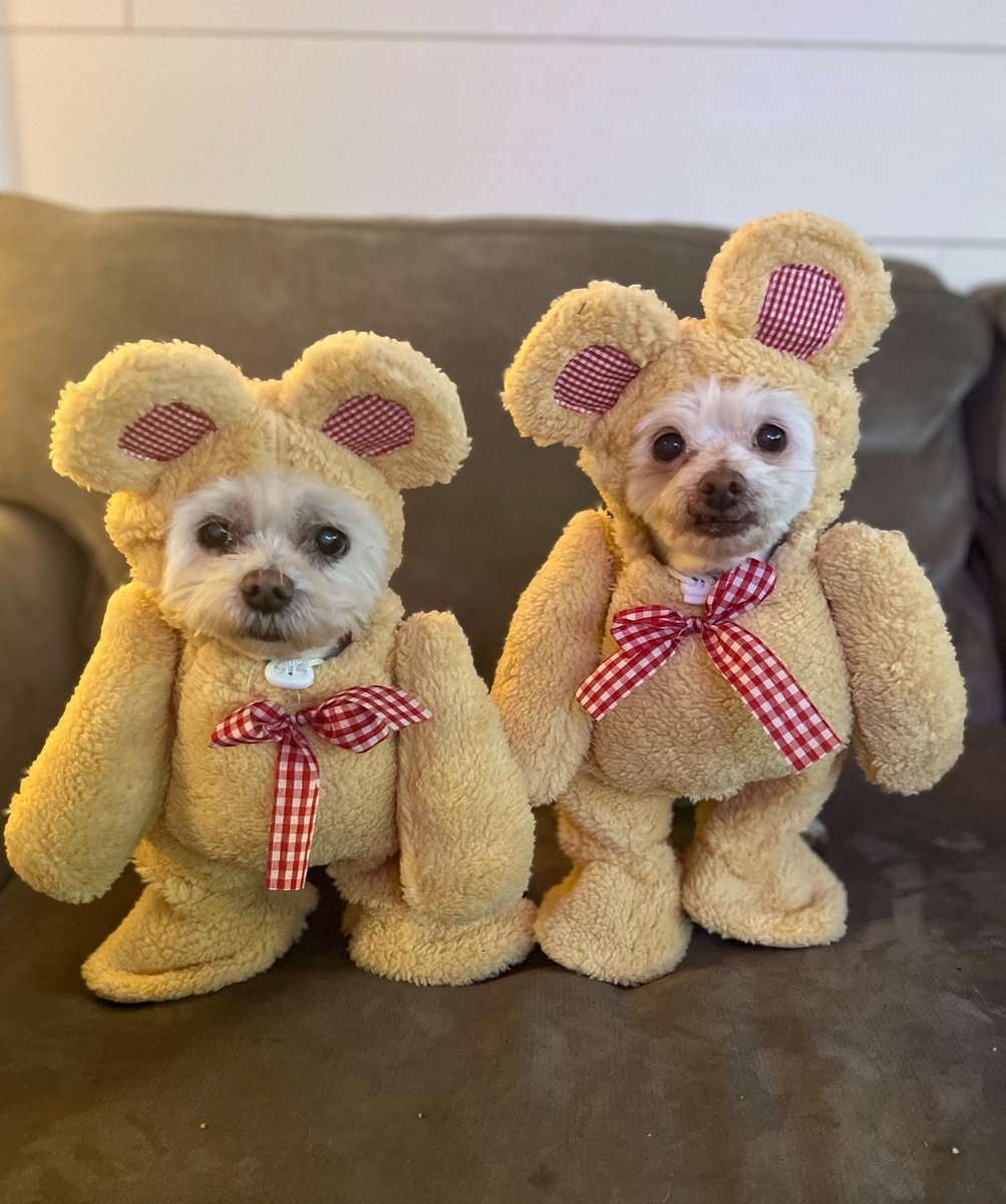 Happy Halloween 🐻 🐻 🎃 #Maltese #Furbabies #ToshiAoki #Doggies #animalphotos #MalteseOfficial #MalteseOfInstagram #MalteseWorld <a href="/ABC7/">ABC7 Eyewitness News</a> <a href="/PetSmart/">PetSmart</a> <a href="/Petco/">Petco</a> <a href="/VanderpumpPets/">Vanderpump Pets</a> <a href="/Chewy/">Chewy</a>