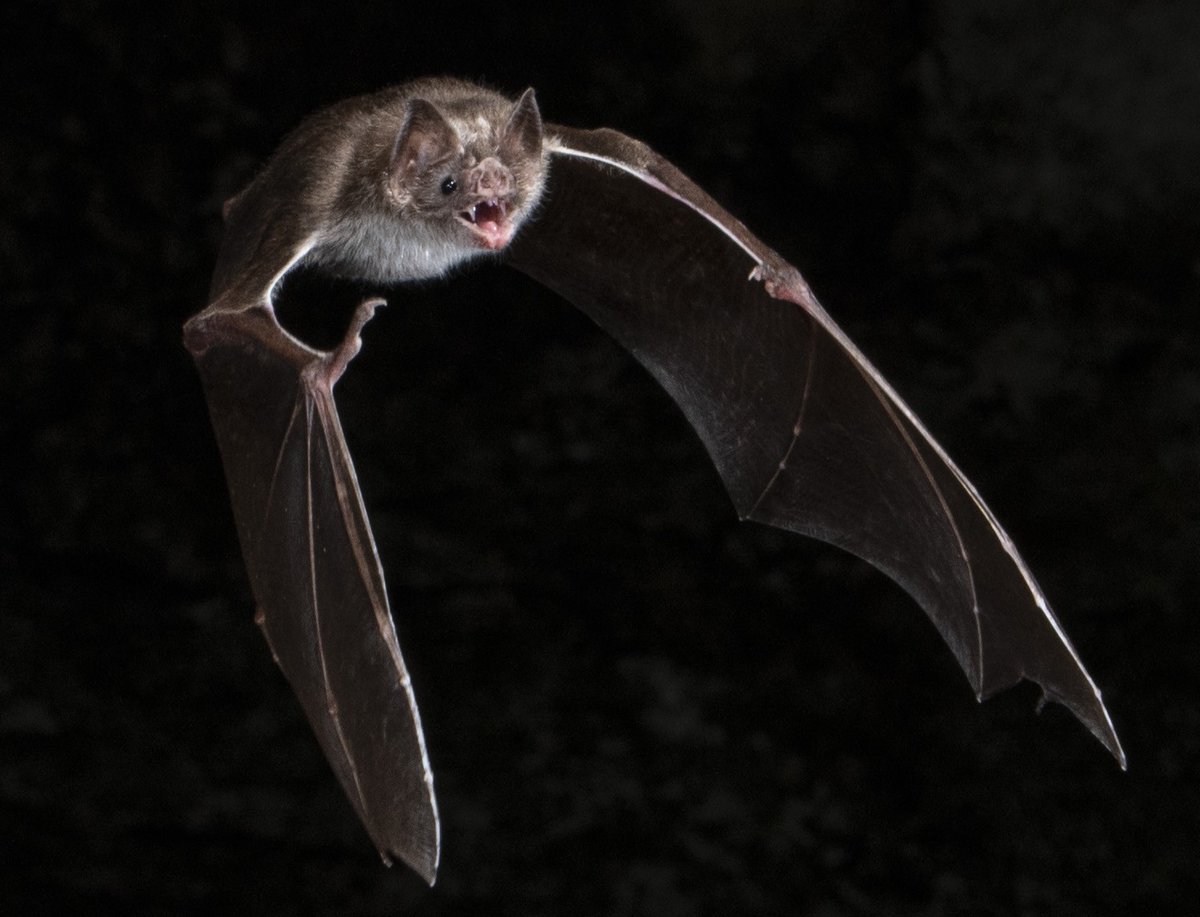 Bats Nightly 🇵🇸 tweet media