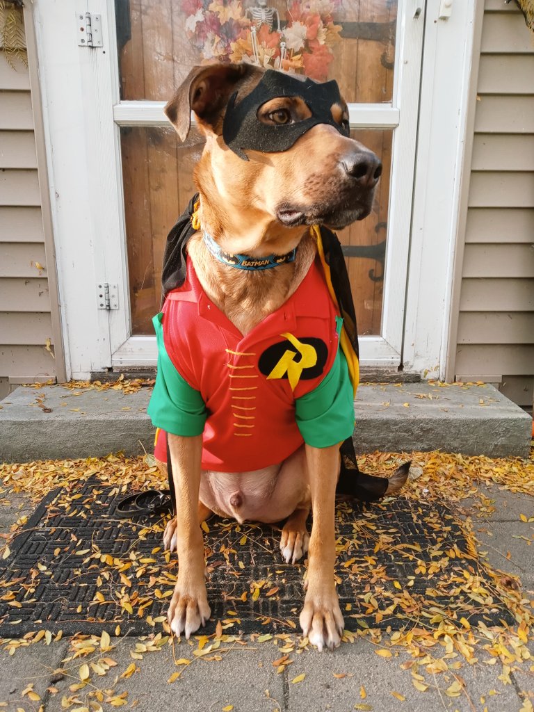 SSS_Howie's tweet photo. Happy Halloween!

#Robin #Batman #HappyHalloween  #TrickorTreat #Dog #DogsofTwittter #Halloween2022 #dogcostume #TherapyDog https://t.co/mLhLIS1qCv