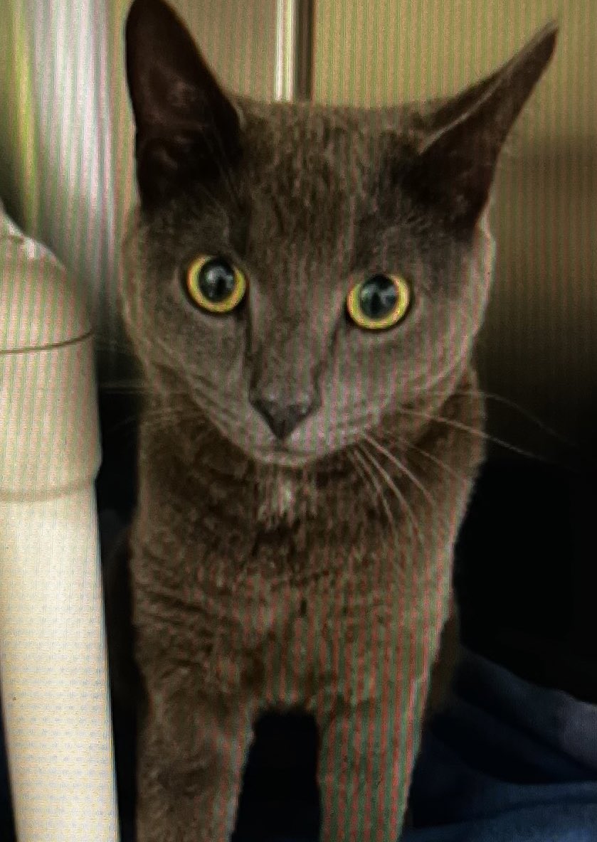 tinyyknj's tweet photo. little life update,, ive adopted a cat and his name is sugar :] https://t.co/PgkZsTilQe