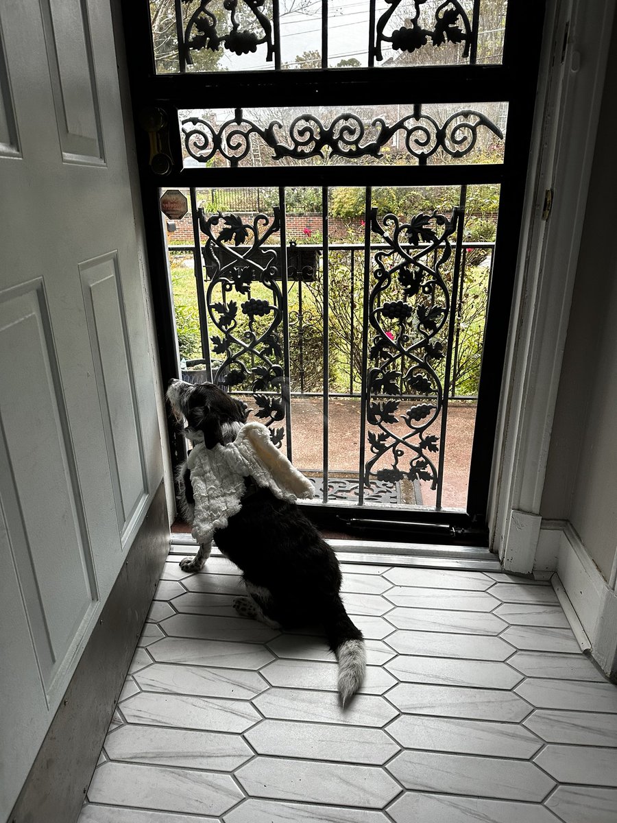 ssbrook's tweet photo. @dog_feelings Waiting very patiently for all the head pats. https://t.co/CXY0bjpMn4