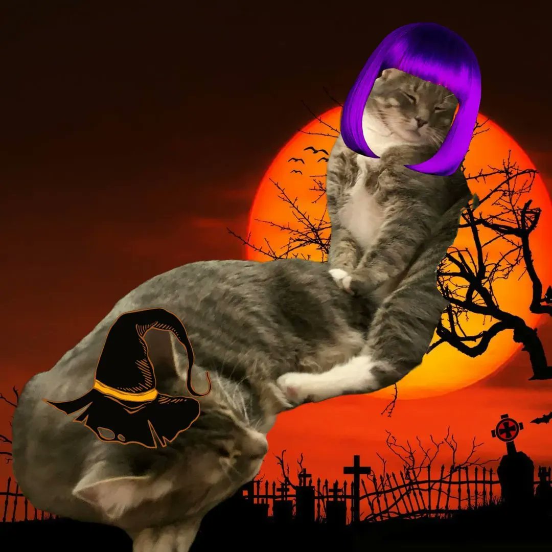 WayofCatsbook's tweet image. Bud and Lou join all of us at Way of Cats in wishing everyone a Happy Halloween 🎃
#CatMythbusting #CatLovers #CatsOfTwitter #CatHearts #Halloween2022