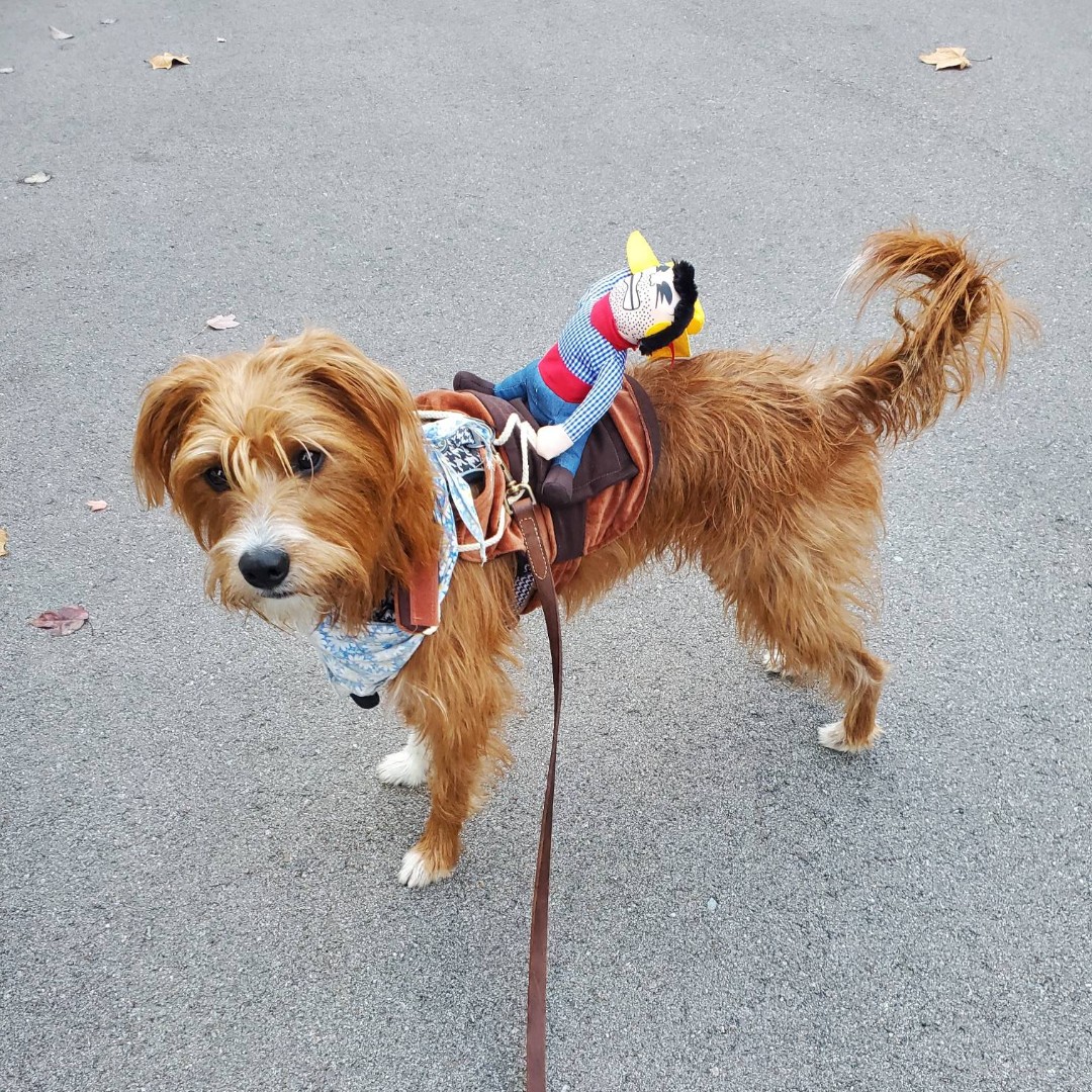 CellarsSalt's tweet photo. Happy Halloween! Satu Sally has been leaping bounds in her costume. 
#schnoxer #halloween #puppyincostume #thesaltcellars #shoplocal #costume #dogcostume https://t.co/SqOmMAE016