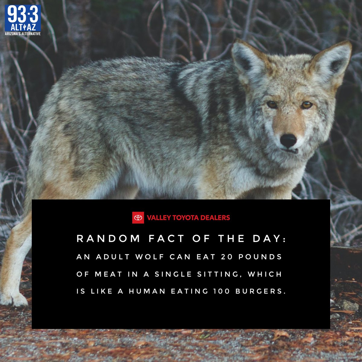 altaz933's tweet image. Not quite hungry like the wolf 😋 - @dustinaltaz #sponsored