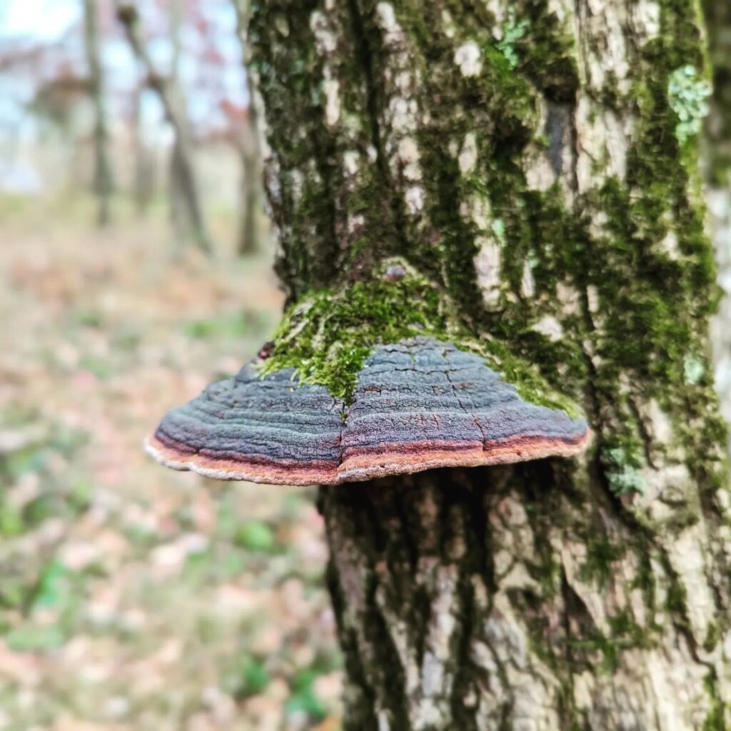 Moss on a Fungus instagr.am/p/CkZRDTTvSJG/