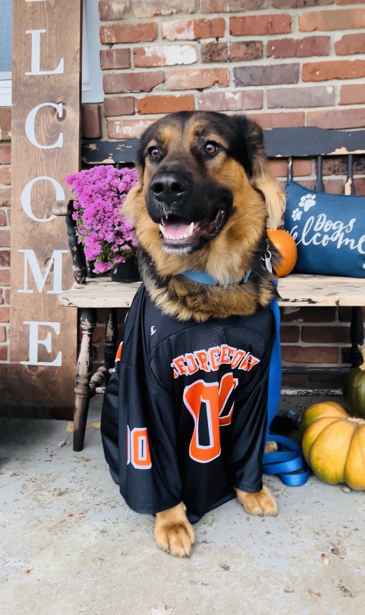 CoachSam_CUH's tweet image. Happy Halloween from Apollo! He dressed up as one of the cutest @Gtown_Football fans out there 🏈