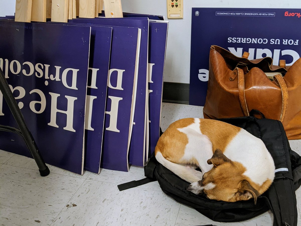 abs628's tweet photo. Finally got to meet Eddie aka the unofficial mascot of the @maura_healey campaign today. He's always on task but he also knows how important it is to get your rest during #GOTV π #TeamHealey https://t.co/0Xr7oHletS