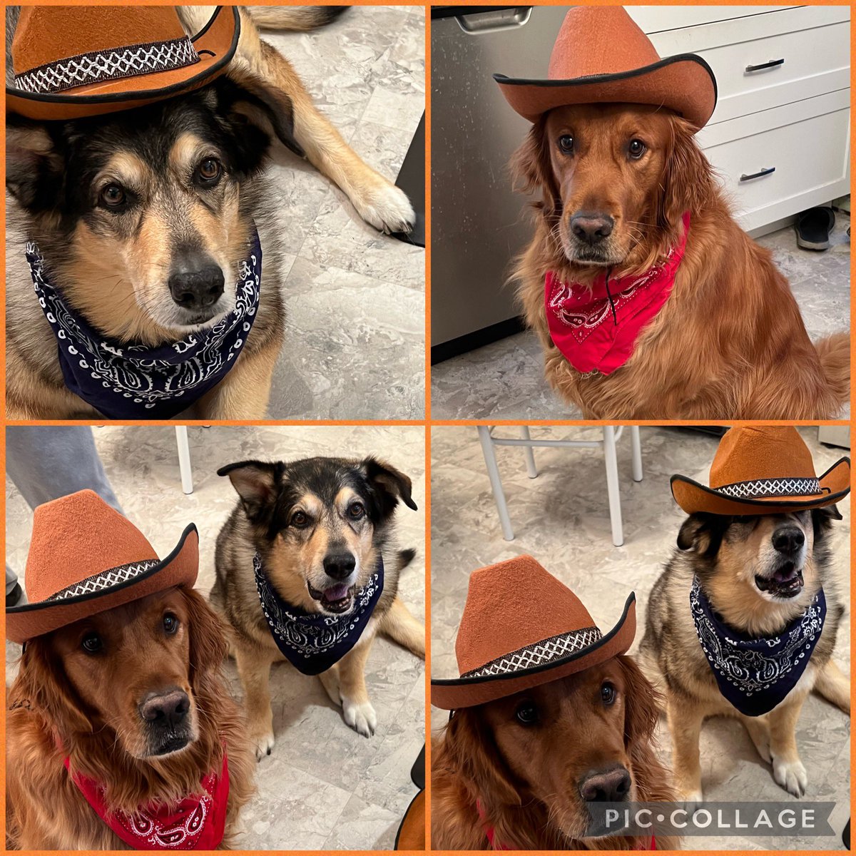 jlowry83's tweet photo. Cas and Cooper as Rip and Kayce @Yellowstone #Rip #Kayce @dog_rates @dog_feelings https://t.co/vYyQAagzep