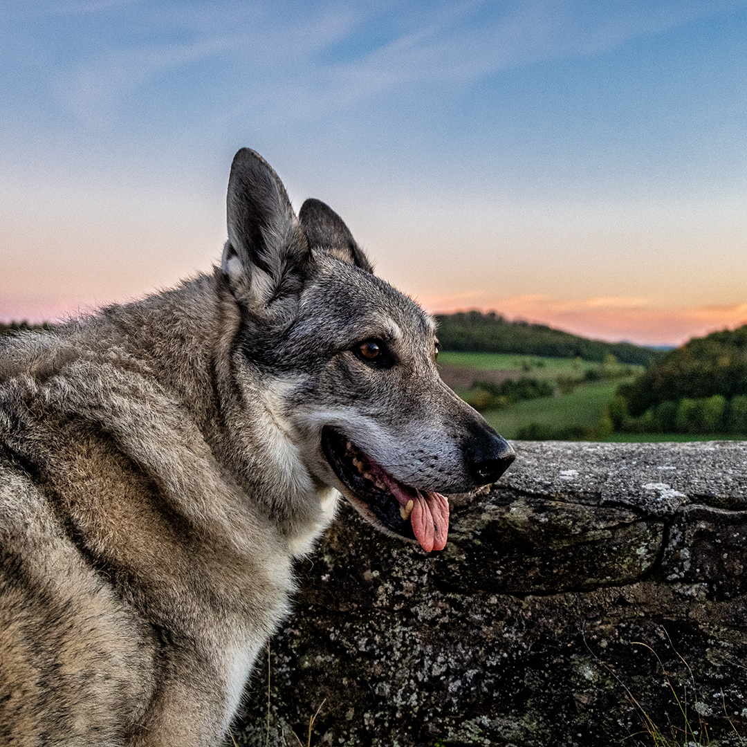WolfdogAndMe's tweet photo. Same place, different spot - and already the sky looks completely different.
While the sky above the Haselstein was glowing in dark orange only a few meters and degrees away, on the other side of the castle ruins...

#wolfdog #dog #dogs #photography #dogsoftwitter https://t.co/8cespXStE4