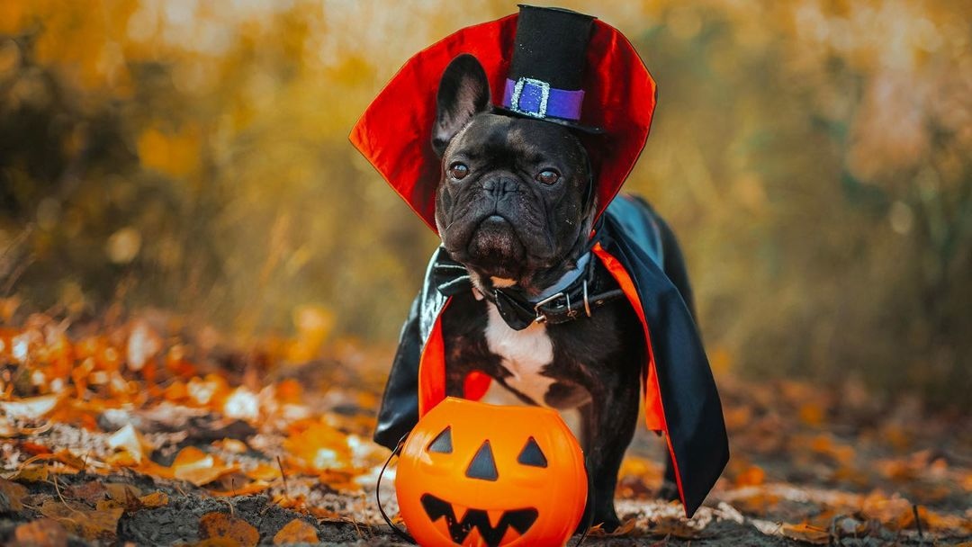 Happy Howl-o-ween! We hope you all stay safe today. Remember to read up on Halloween Safety Tips for Dogs!👻🎃 #Halloween #HalloweenSafety #DogSafety #DogAdvice #Howloween #DogHalloween

➡️ Read it at DogPainRelief.com/HalloweenSafety