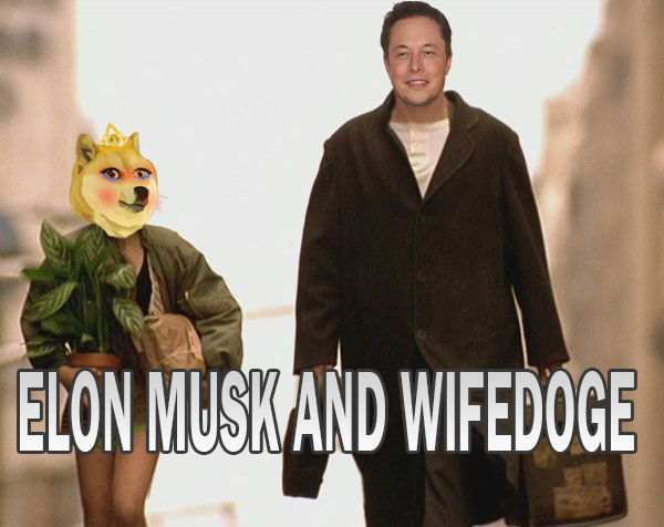 wifedoge's tweet image. 💪To the moooon🚀
#wifedoge #dogecoin #ELONMUSK