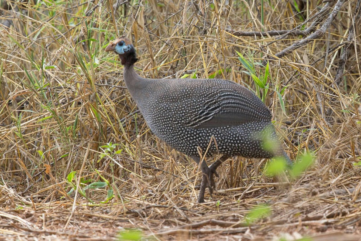 The colorful bird  guinea fowl(known as Jigra in Amharic) in  Humera, Ethiopia
#VisitBeautifulEthiopia #TravelToEthiopia #EthiopianAirlines  #EthiopianTourism #BirdTour #LandOfOrigins #AnimalSanctuary #EthiopiaNationalPrks