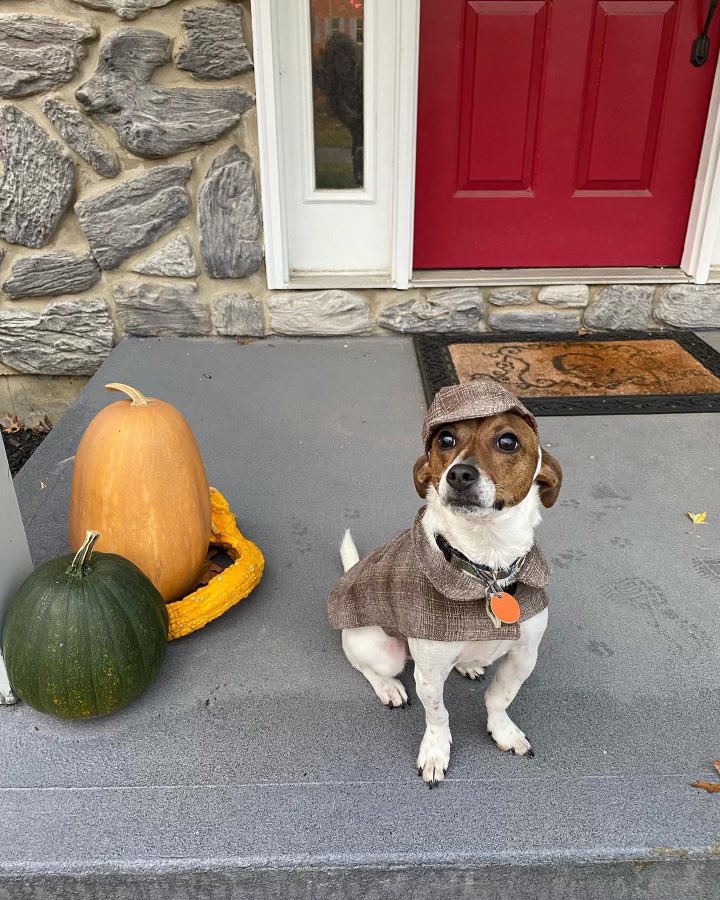 darth™ on Twitter "RT birdofirnony Hey darth my sister’s dog Auggie