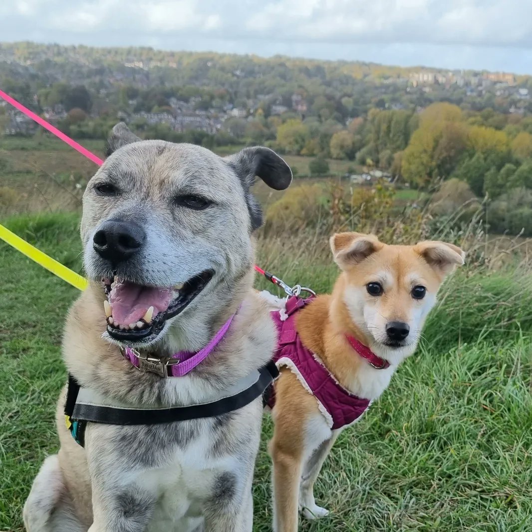paintedelfie's tweet photo. @AnneWheaton Take care of yourself &amp; here's a pic of my Teddy &amp; our latest addition Zelda (she is blind &amp; was in rescue for 3 yrs) x https://t.co/r7QzkrdkPt