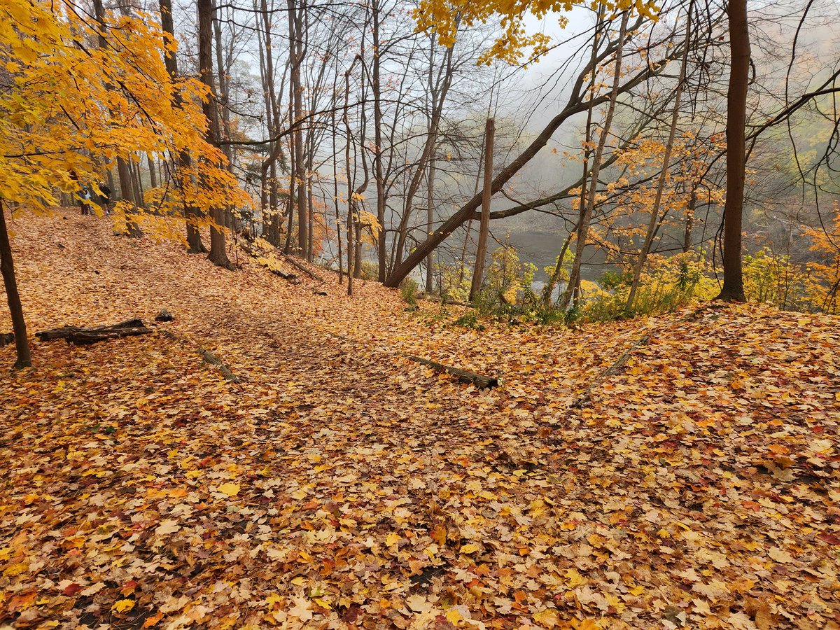 EdRubinstein's tweet image. Enjoying fall colours along the #HumberRiver during yesterday's #run.