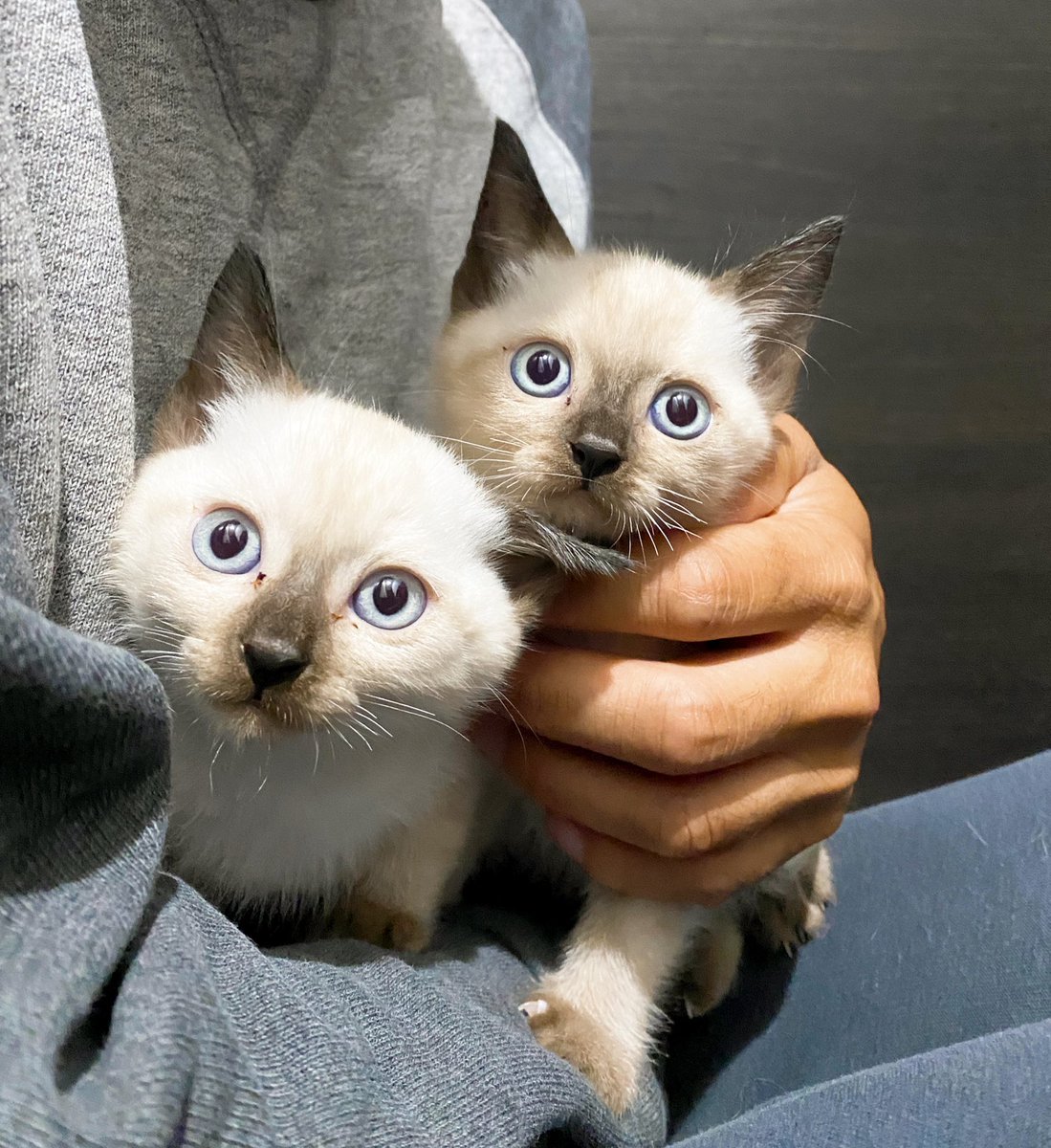 シャムっぽい雑種猫の大きくなったお姿を見せてください まるで別猫のようなビフォーアフター写真が集まる Togetter