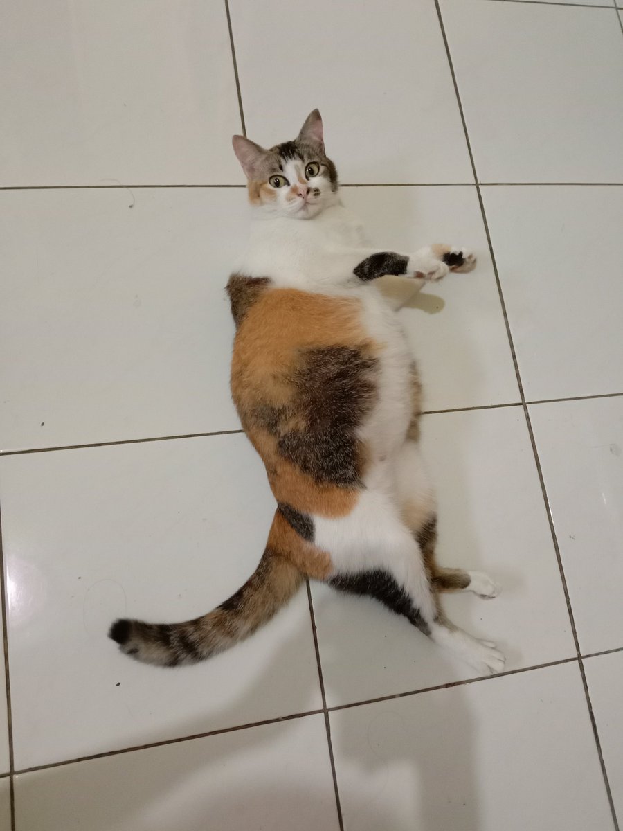 silvimima's tweet photo. Memang ga cocok melihara hewan peliharaan dari dulu, kalo ga mati ya diambil orang/adopt. Tapi Cimi yg paling lama udah 3 tahun aku rawat, tapi malah ku kasih ke orang karena kawin mulu. Rencana steril tapi dananya belum kekumpul juga sampe dia berkali-kali lahiran. Maaf cim :( https://t.co/gPKXDWgwiV