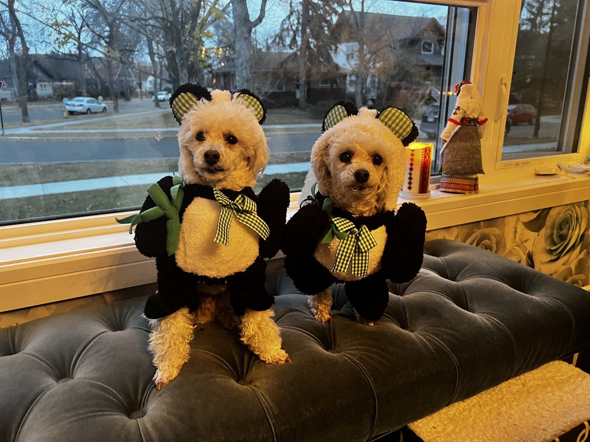 Happy Samhain from Harlow &amp; Gable who are furious at being tricked via treats into wearing these panda costumes #halloween #yeg