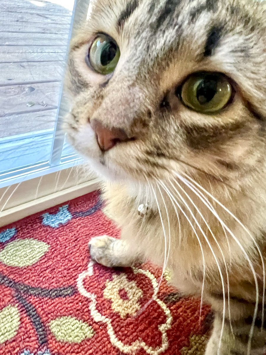 MissMabelMeows's tweet photo. It is my 1st birthday today! 🐱 #CatsOfTwitter https://t.co/KL9ytPh2ic