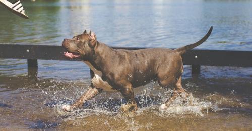 fordogsreviews's tweet photo. best food for pitbulls- dog food for pitbulls to gain muscle
https://t.co/AvHVeQTuP3
#fordogsreviews #bestfoodforpitbulls
#bullymax #purinaone #orijen https://t.co/QHxqnUI8JI
