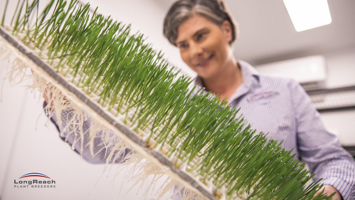 BreedersPlant's tweet photo. By breeding and delivering varieties that do what we say they will do, people can rely on us. As a company this is important - delivering value is everything to us. #SuccessIsInOurDNA #Wheat #Varieties https://t.co/g4BFpsagfP