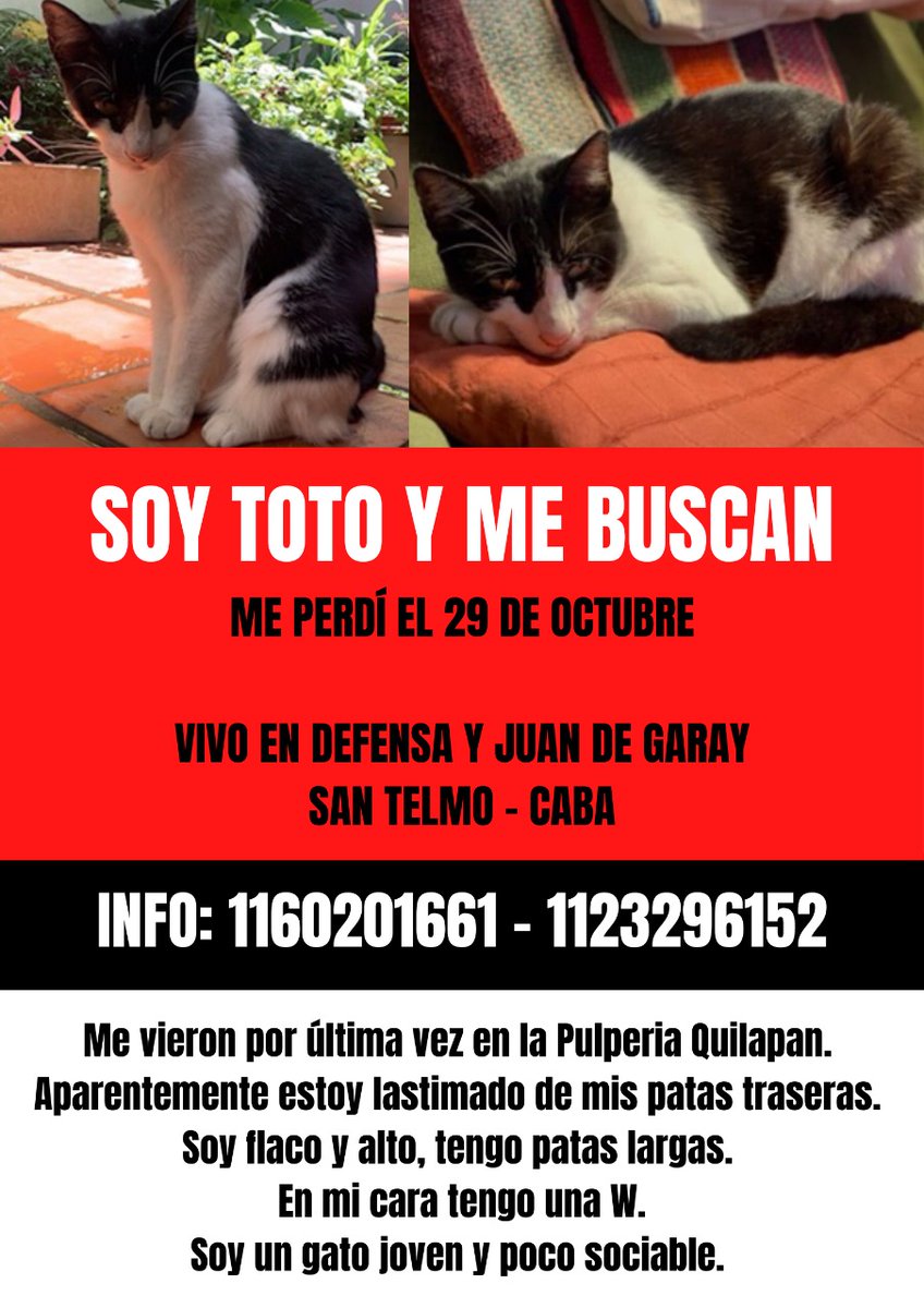 Anmaganti (@nanisgg19) on Twitter photo Ayúdennos a encontrar a Toto.<a href="/caroramirezquin/">Carolina R Quintero</a> <a href="/AomoriMats/">Aomori Matsumoto</a> #SanTelmo #GatoPerdido Ayúdennos a encontrar a Toto.<a href="/caroramirezquin/">Carolina R Quintero</a> <a href="/AomoriMats/">Aomori Matsumoto</a> #SanTelmo #GatoPerdido