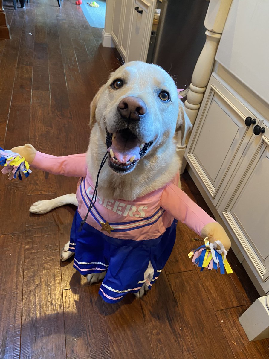 Happy Halloween from Brody the cheerleader! 📣🐶🎃