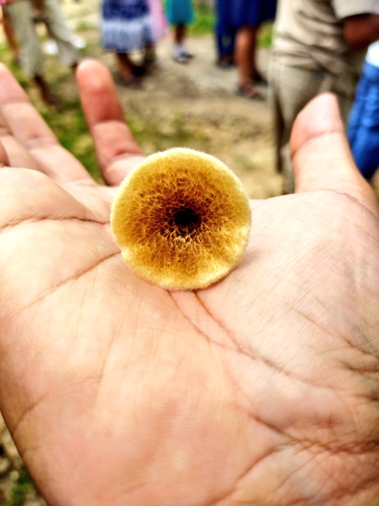 IvanTewari's tweet photo. Hola @Fungi_Cosas mira los honguitos tan bonitos que encontré en mi pueblo 🥰 crecían en el jardín de una casa https://t.co/JqRY7Da6h2