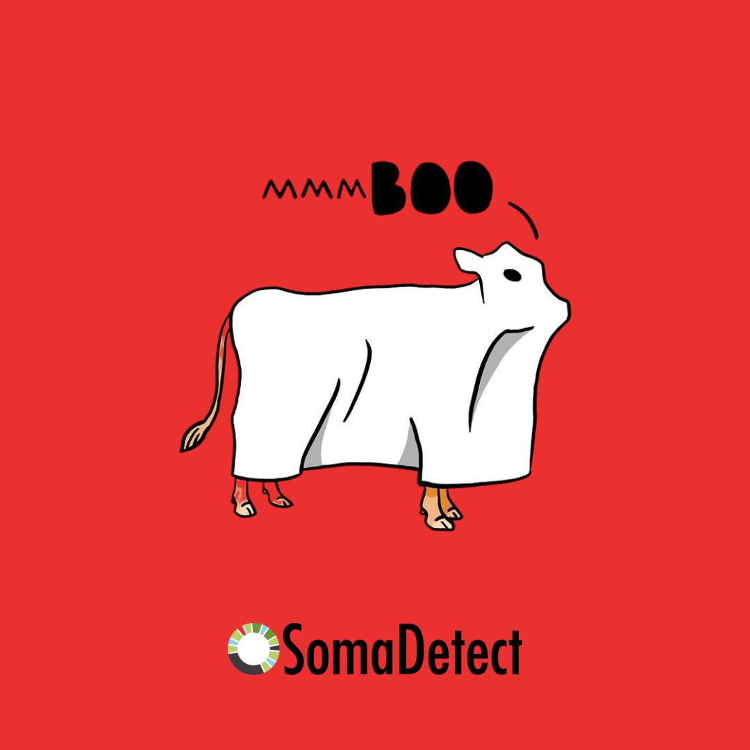 SomaDetect's tweet photo. Happy #Halloween! We hope you have a spook-free farm day and plenty of sweet treats (chocolate is our favorite of course, with tasty farm-fresh #milk!) We know it’s Monday, but we couldn’t go past this spooky laugh 👻🐮#SomaDetect #SomaDetectTechnology #dairytechnology https://t.co/mHAxvyMs9C