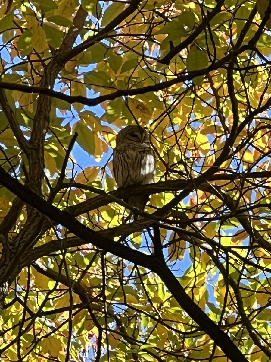 @BirdCentralPark Yes! I got to meet this beauty on Saturday! #VanCortlandtPark #Lifer