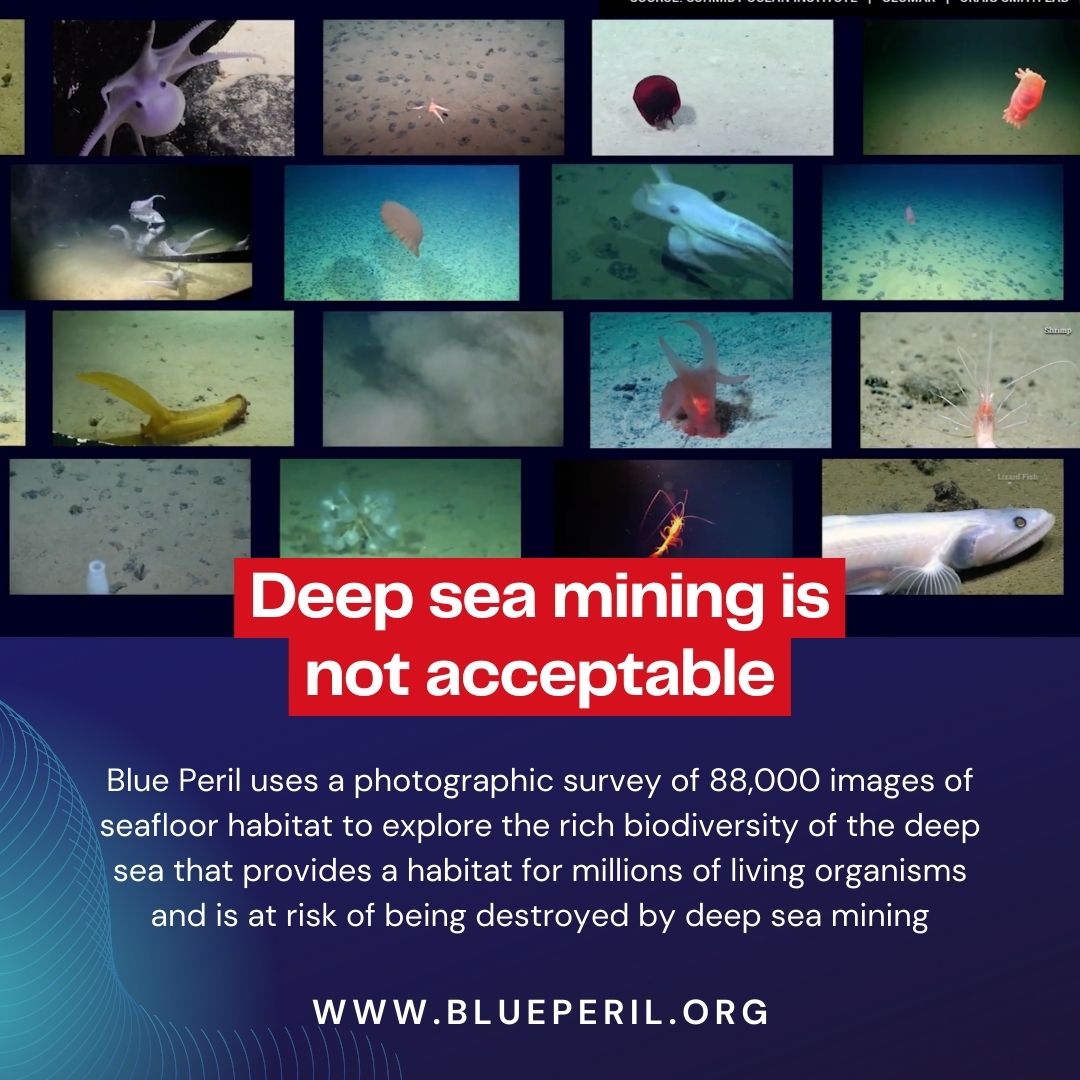 actionskills's tweet image. #BluePeril is a world-first visual investigation of the impacts of deep sea mining conducted independently of the industry or the International Seabed Authority. 
#DeepSeaMining #NoDeepSeaMining 

View the toolkit developed by ActionSkill's Nat:
 dsm-campaign.org/blue-peril-too…