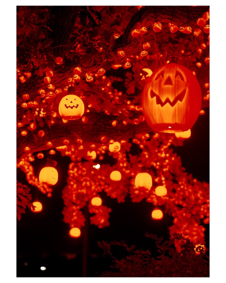 Spooooky. #Halloween #jackolantern #mediumformat #mamiya645 #ektar100