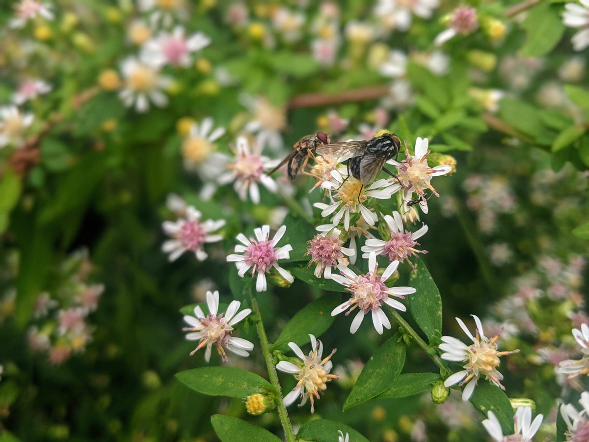 smattersva's tweet photo. Calico aster is a favorite fall native. The closer you look, the more interesting this subtle stunner gets. It's low-growing and perfect for a small space garden. For more on native plants in small spaces, join us TOMORROW for a free webinar: 
https://t.co/JZ8y00DSLX https://t.co/Te8cUpdn7i