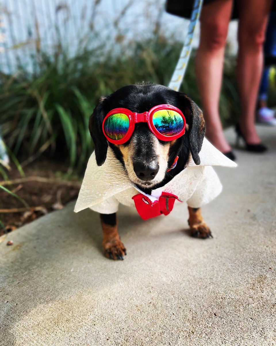 LokiWiener's tweet photo. Happy Hallowiener! #theking #dogsoftwitter #dachshundsoftwitter https://t.co/qpJkdIjUg0