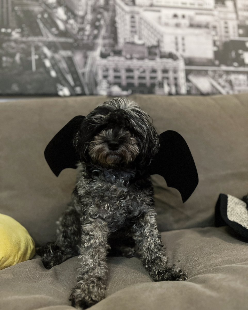 Boo! …. Or whatever bats say 🤷. #HappyHalloween friends 🐶🎃

#cavapoo #cavapoolife