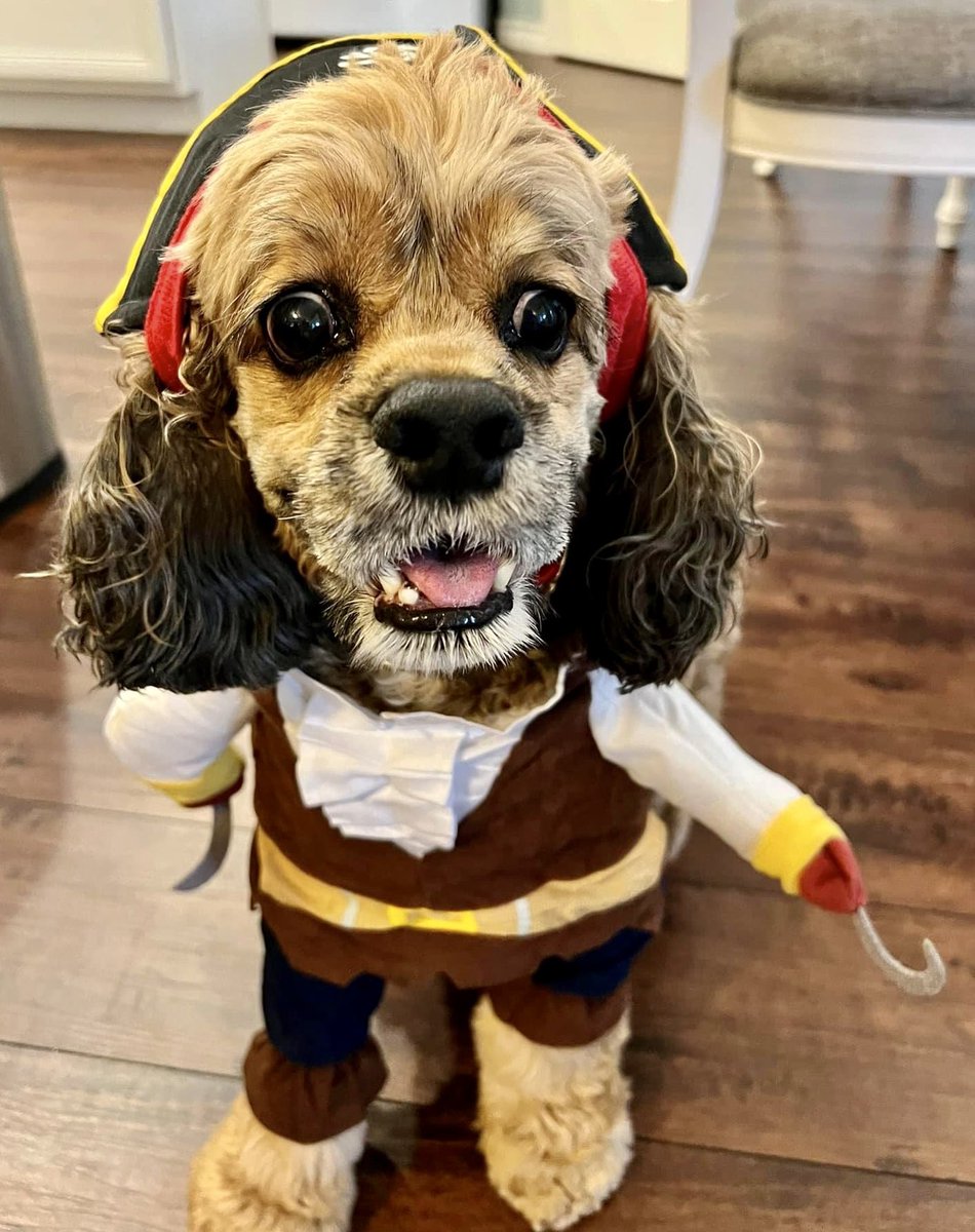 🎃Happy Halloween from Old Man Zuniga👴🏻and the birthday dog pirate Devin.🏴‍☠️🐶@tamitz