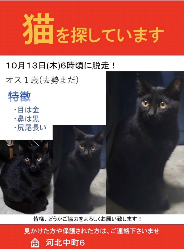 28lifeN's tweet photo. 猫迷子　寝屋川市河北中町
10月13日早朝に友人に譲った翌日に2階ベランダから逃走しました。探してます。ひとまわり小さな生後5ヶ月位の真っ黒な猫です。オス、目は黄色、尻尾は長くもなく短くもない中ぐらいの長さです。鳴いたら高音で子猫だとわかります。見かけたら教えて下さい🙇     
「#猫迷子」 https://t.co/rT0hzVTRve