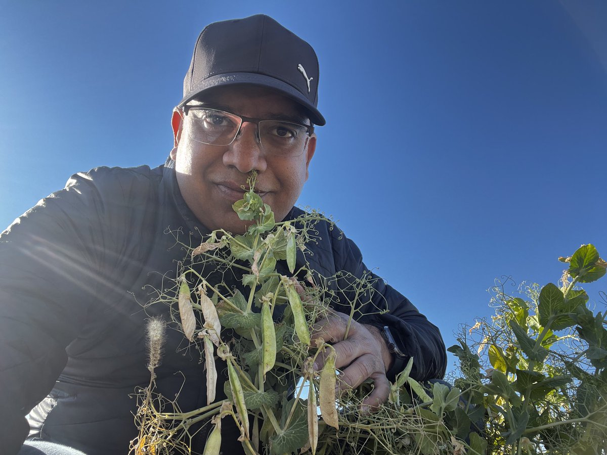 Asheesh Singh (@drsinghak) on Twitter photo This is the second crop of field peas in Iowa (Oct end 2022). Interesting that plants survived the mid-west heat! <a href="/ISULegumes/">Legume Breeding at Iowa State</a> what’s going on!! This is the second crop of field peas in Iowa (Oct end 2022). Interesting that plants survived the mid-west heat! <a href="/ISULegumes/">Legume Breeding at Iowa State</a> what’s going on!!