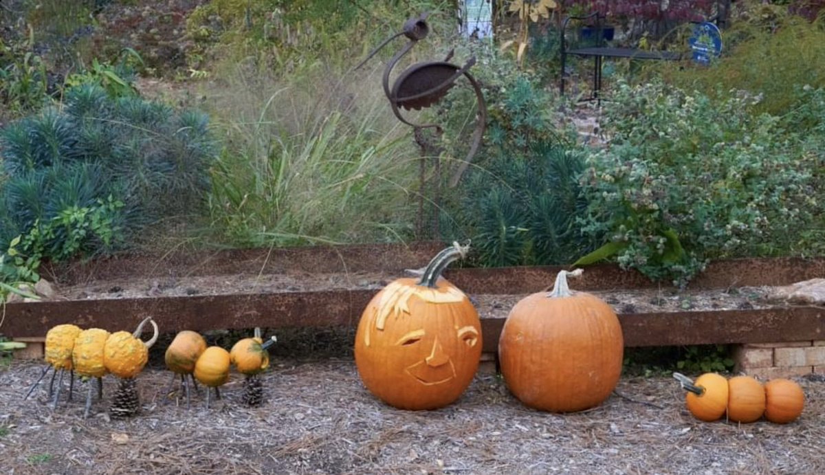 seedtopia's tweet photo. Carved a tribute to E. O. Wilson for #Halloween. Left another pumpkin “wild” to honor his Half Earth theory. He was the world’s top authority on ants, so made him 3 species. #ScienceTwitter #BiologyTwitter https://t.co/r0QAz6o5iG