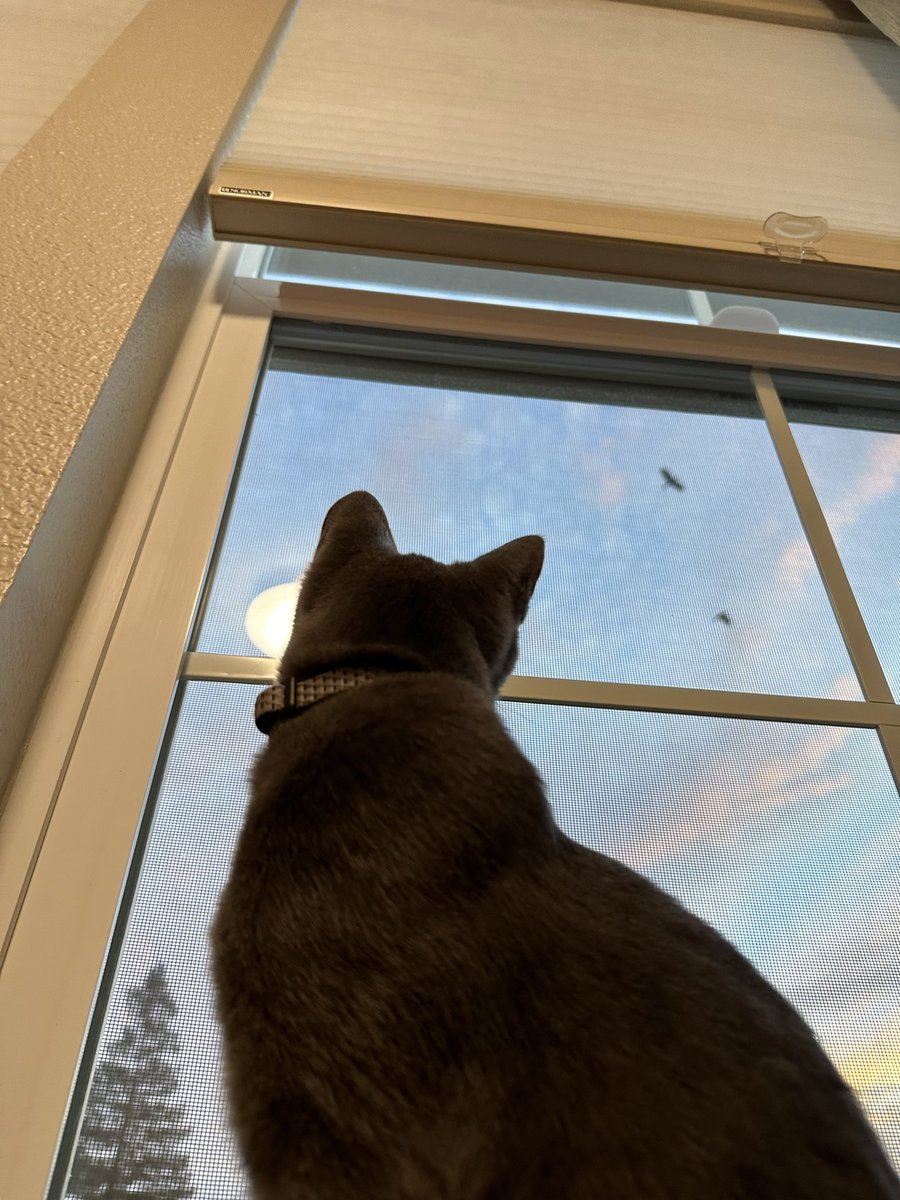 Nate Thompson tweet media