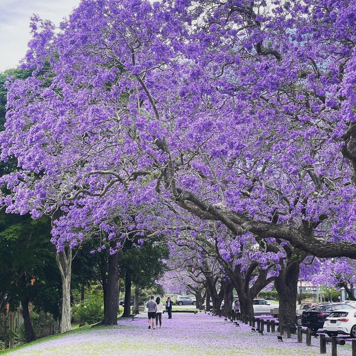 kgsdearing's tweet photo. #grafton #jacaranda #jackpot https://t.co/DvqhlHd0Zd