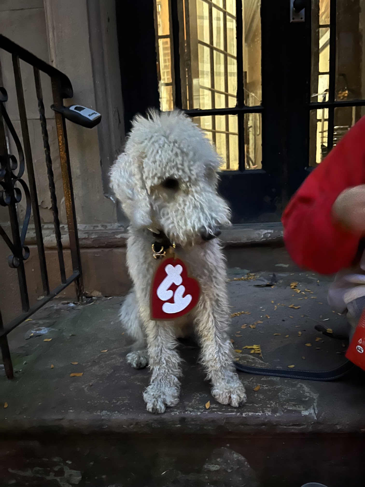 Ruth Marcus on X This is my adorable grand dog Bean and he is a yes Beanie Baby for Halloween. Costume by my talented and also adorable daughter. https t MCIknT3e4U X