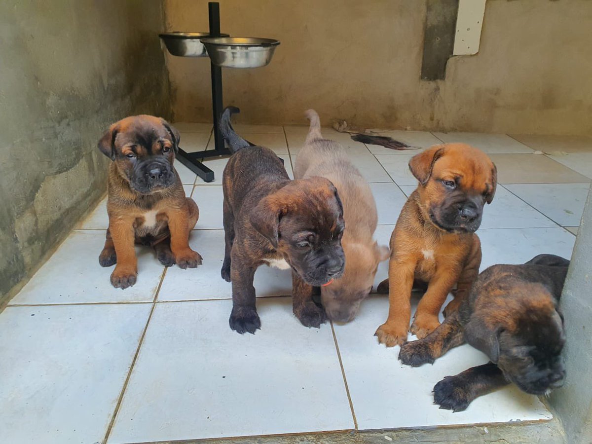 xavier_sylo's tweet photo. Lovely Italian mastiffs for sale .. call me 724-4928 … excellent guard dogs💪 🐕 https://t.co/Y6pnkq1GjK